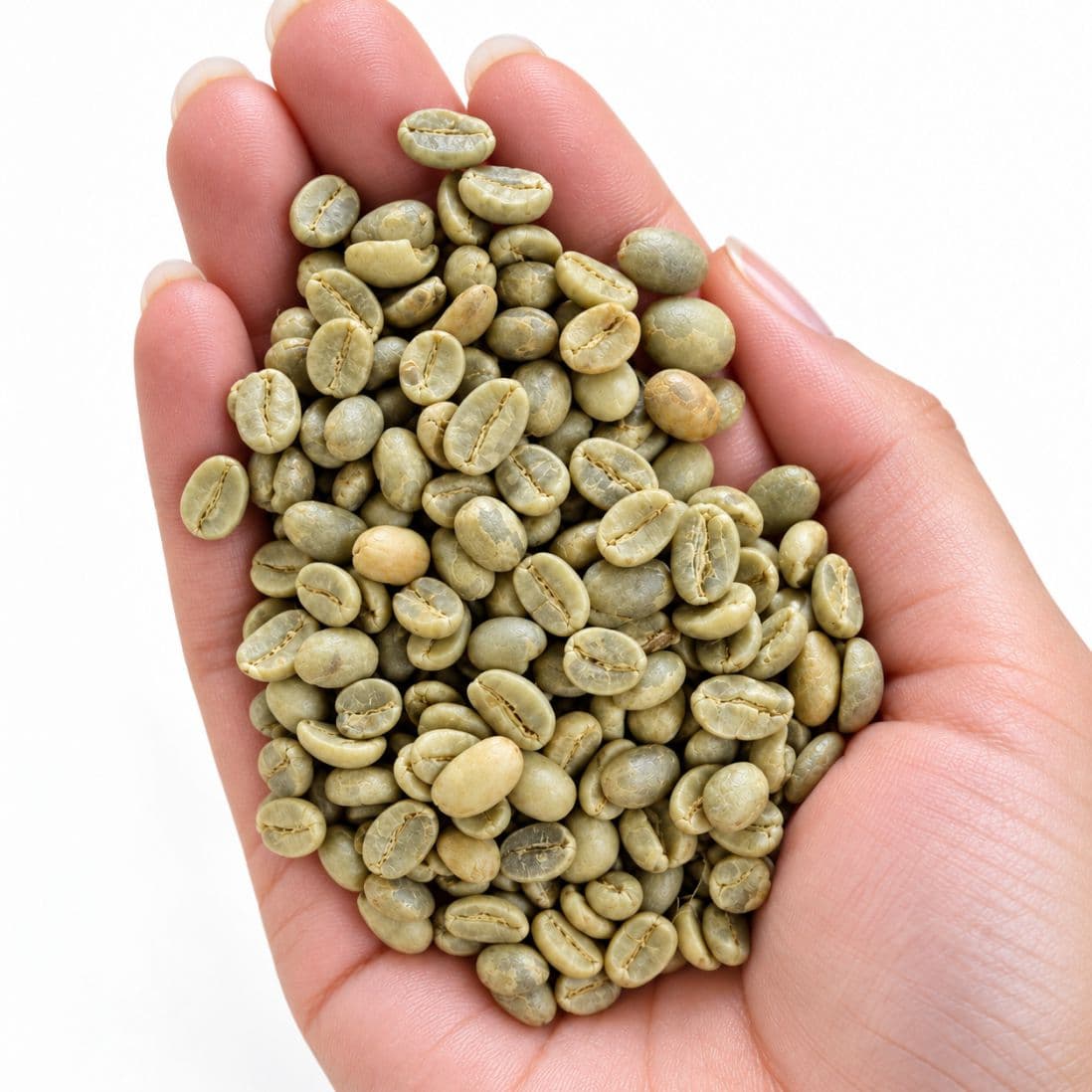 Arabica Plantation