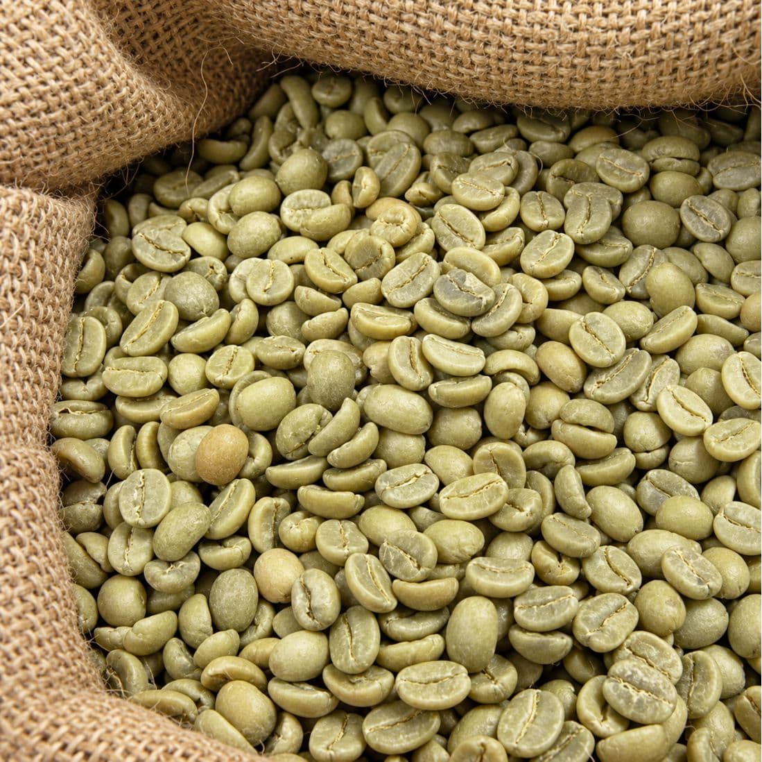 Arabica Plantation