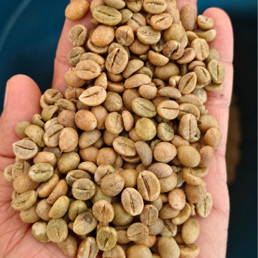 Robusta Parchment
