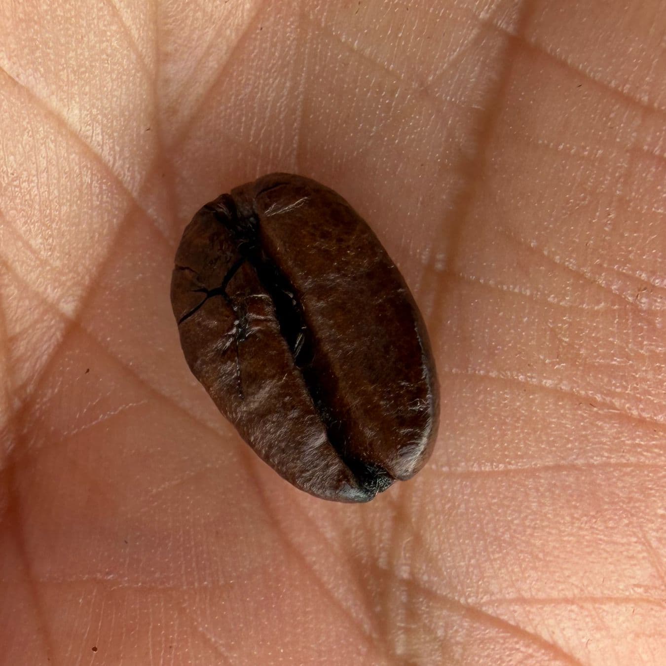 Arabica Cherry