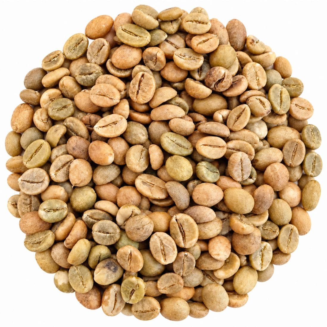 Robusta Parchment